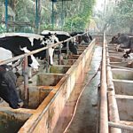 dairy-Farm-2405230440