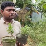 লালমনিরহাটে চিনির বিকল্প স্টিভিয়া চাষে সফল জীবনকৃষ্ণ