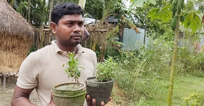 লালমনিরহাটে চিনির বিকল্প স্টিভিয়া চাষে সফল জীবনকৃষ্ণ